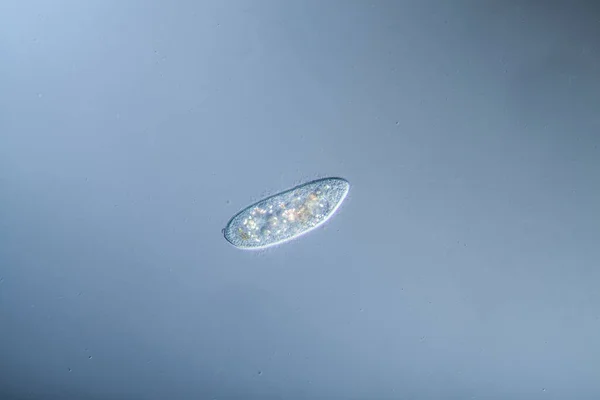 Ciliates Cherchant Leur Nourriture Dans Des Gouttes Eau — Photo