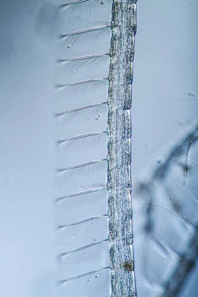 在一滴水里有触觉毛的蚊子幼虫 — 图库照片