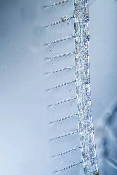 Личинка Комара Тактильными Волосами Капле Воды — стоковое фото