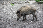 Wildschweine im Wald suhlen
