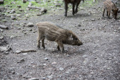 Wildschweine im Wald suhlen
