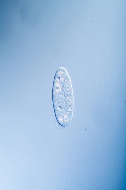 Su damlalarında yiyecek arayan silikonlar