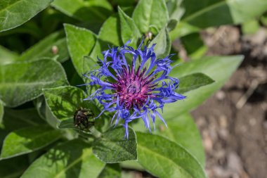 Çayırda mavi knapweed