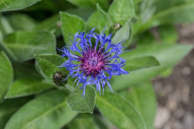Çayırda mavi knapweed