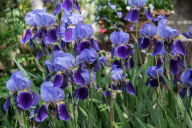 Mavi çiçekli sakallı zambak.