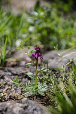Orman zemininde mor çiçek açan orkide
