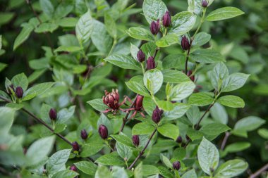 Kırmızı çiçekli yeşil baharat çalısı