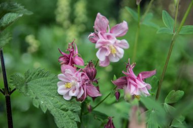 çayır üzerinde mavi sütun