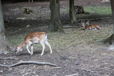 Kahverengi geyik ormana