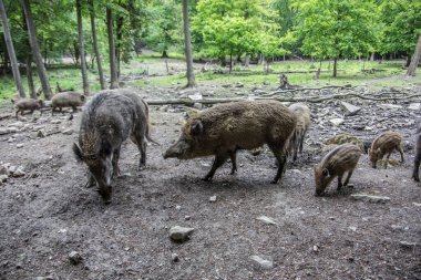 Ormanda debelenen domuzlar