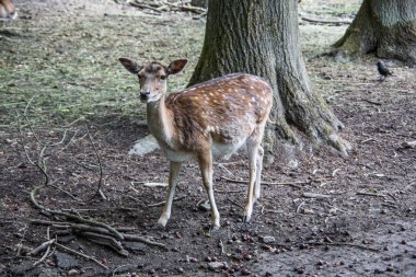 Kahverengi geyik ormana