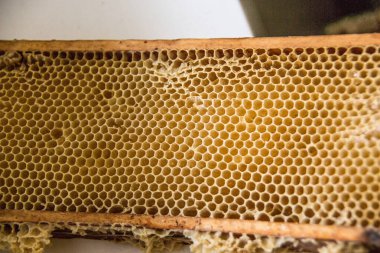 Balmumundan yapılmış bal peteği