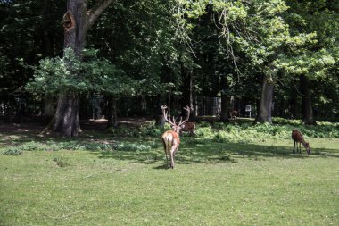 Ormanın kıyısındaki çalılıklarda geyik
