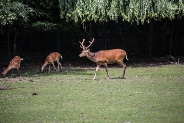 Ormanın kıyısındaki çalılıklarda geyik
