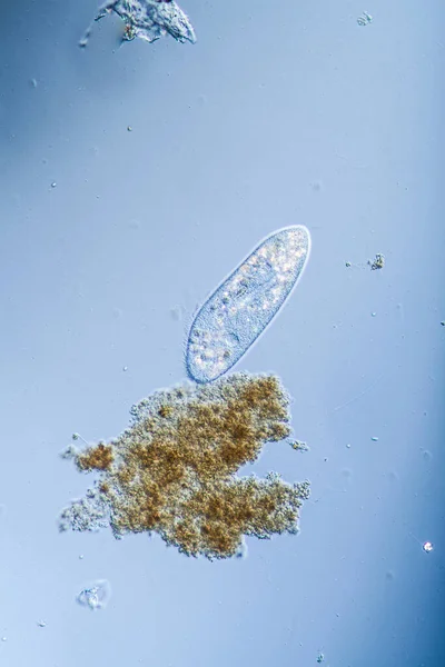 Ciliados Alimentándose Gotas Agua — Foto de Stock