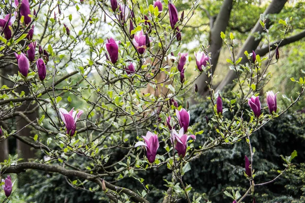 Magnolia Drzewo Różowe Kwiaty — Zdjęcie stockowe