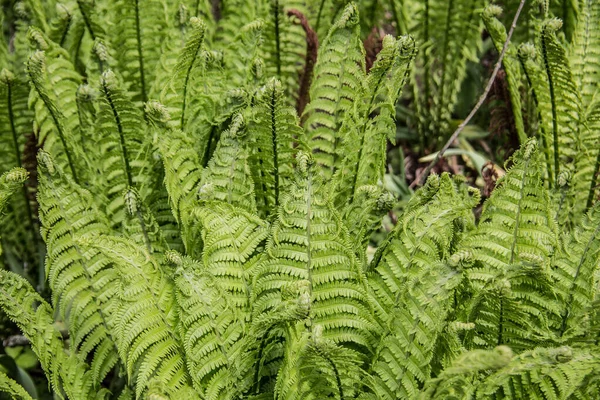 Fern plants with curled fern fronds