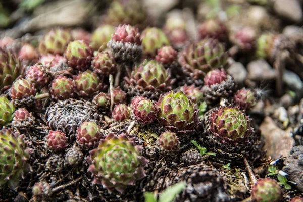 Houseleek Met Waterberging Rotstuin — Stockfoto