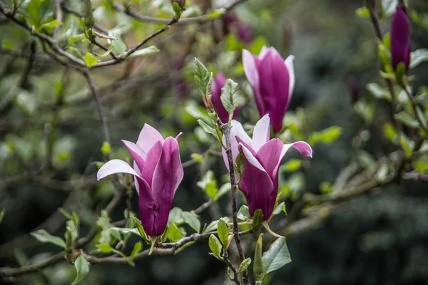 ピンクの花とマグノリアの木 — ストック写真