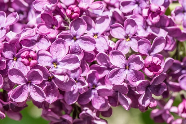 Racemose Red Violet Lilac Flower — Stock Photo, Image