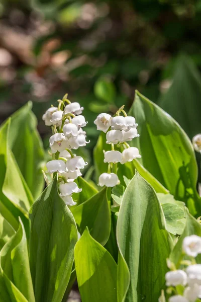 Lily Údolí Racemose Rozkvětu — Stock fotografie