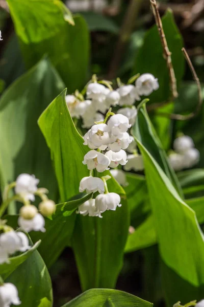 Lily Doliny Kwiatostanem Racemozy — Zdjęcie stockowe