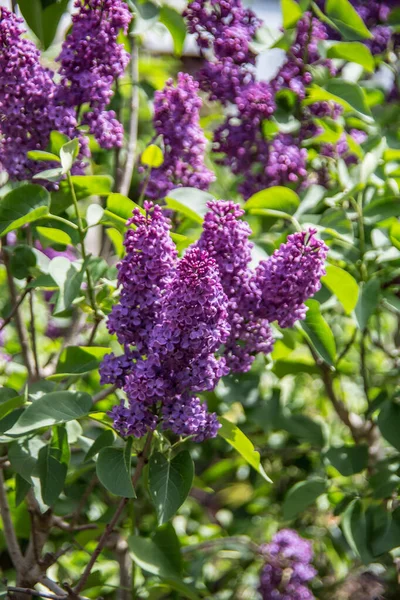 Racemose Red Violet Lilac Flower — Stock Photo, Image