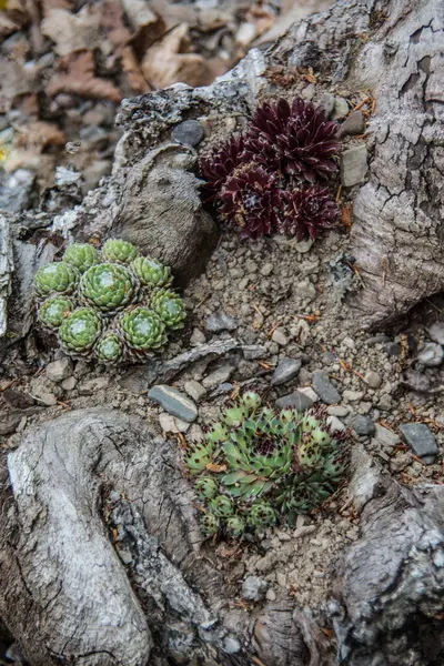 바위가 정원에 개미집 — 스톡 사진