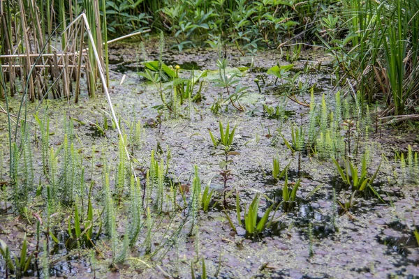 Pool with green aquatic plants