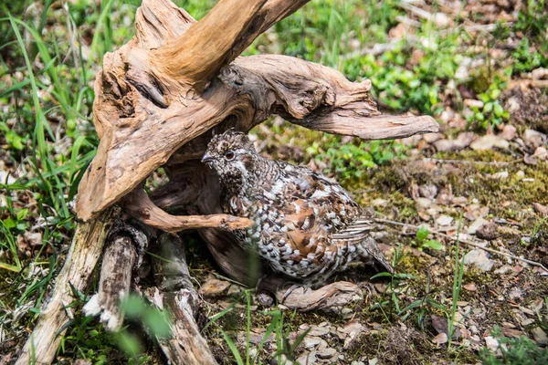 Capercaillie Ormanda Saklanıyor — Stok fotoğraf