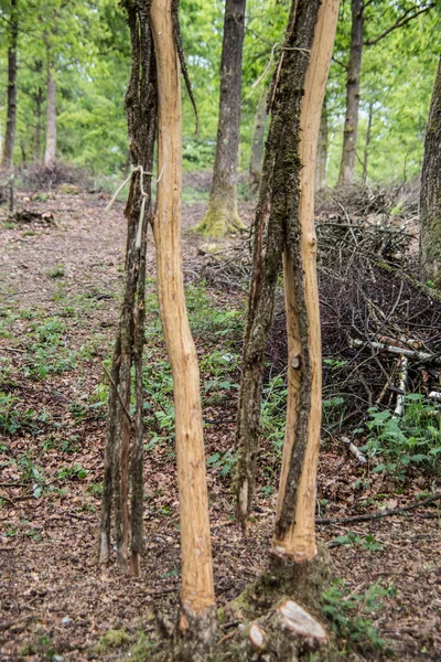 Ormanda Soyulmuş Meşe Gövdeleri — Stok fotoğraf
