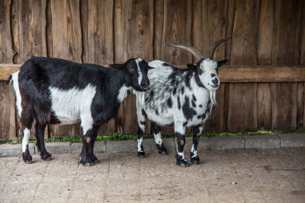 Hnědé Bílé Domácí Kozy Stáji — Stock fotografie