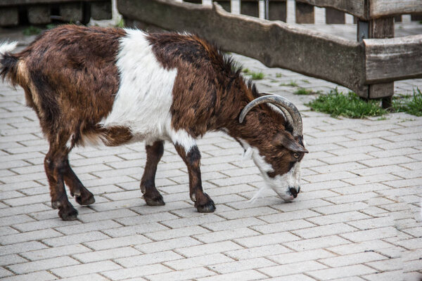 brown white domestic goats in the stable