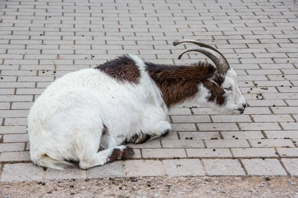 Cabras Domésticas Brancas Marrons Estábulo — Fotografia de Stock