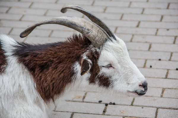 Cabras Domésticas Brancas Marrons Estábulo — Fotografia de Stock