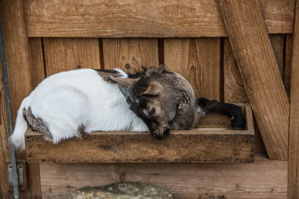 Brown White Domestic Goats Stable — Stock Photo, Image