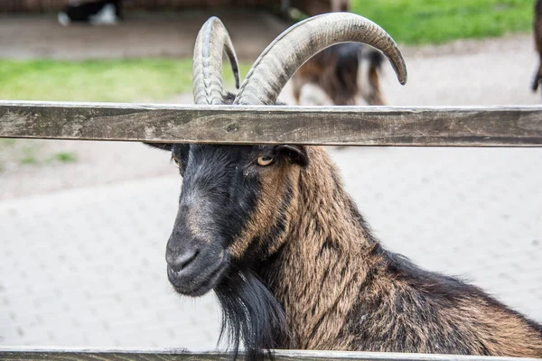 Domestic goats with boards in front of their heads