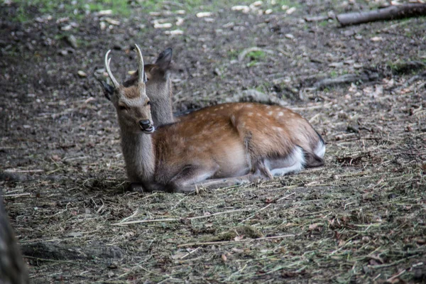 Cerfs Bruns Dans Forêt — Photo