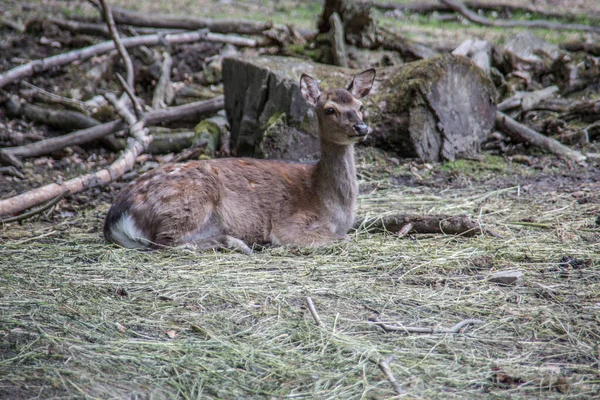 Braune Rehe Wald — Stockfoto