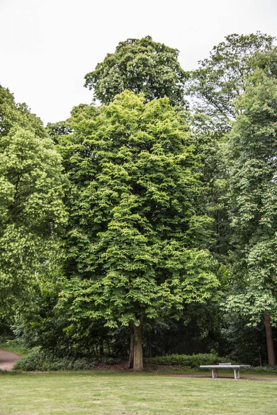 Большой Зеленый Городской Парк Виттене — стоковое фото