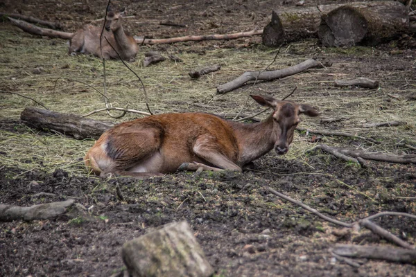 Braune Rehe Wald — Stockfoto