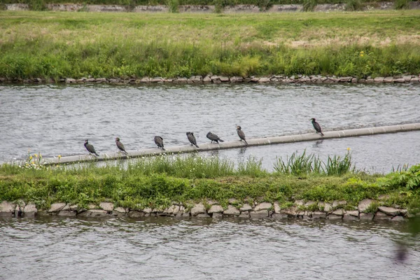 Ruhr Valley Birds Witten — Stock Photo, Image