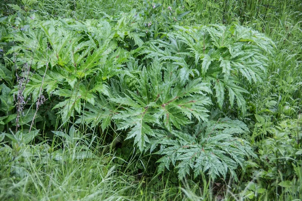 Piante Perenni Hogweed Gigante Rampante Verde — Foto Stock