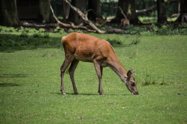 Ciervo Borde Del Bosque Maleza — Foto de Stock