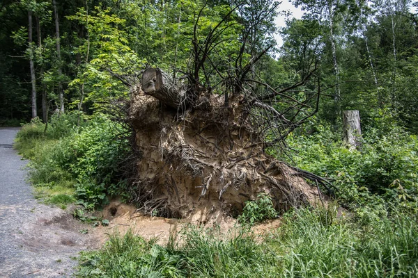 Träd Rotad Stormen — Stockfoto