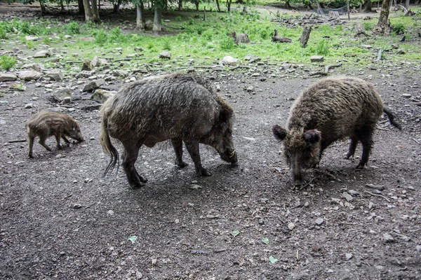 Wallowing Boars Forest — Stock Photo, Image