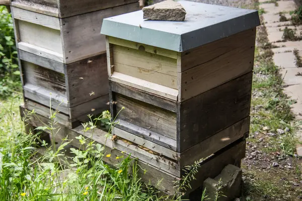 Beehives Bees Floating — Stock Photo, Image