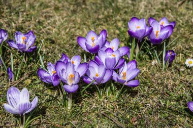 Kale parkındaki çayır üzerinde timsahlar