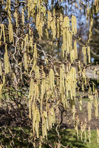 Saule Pleureur Avec Chatons Fleurs Jaunes — Photo