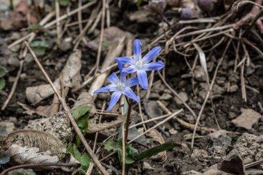 Mavi çiçekli ciyak.